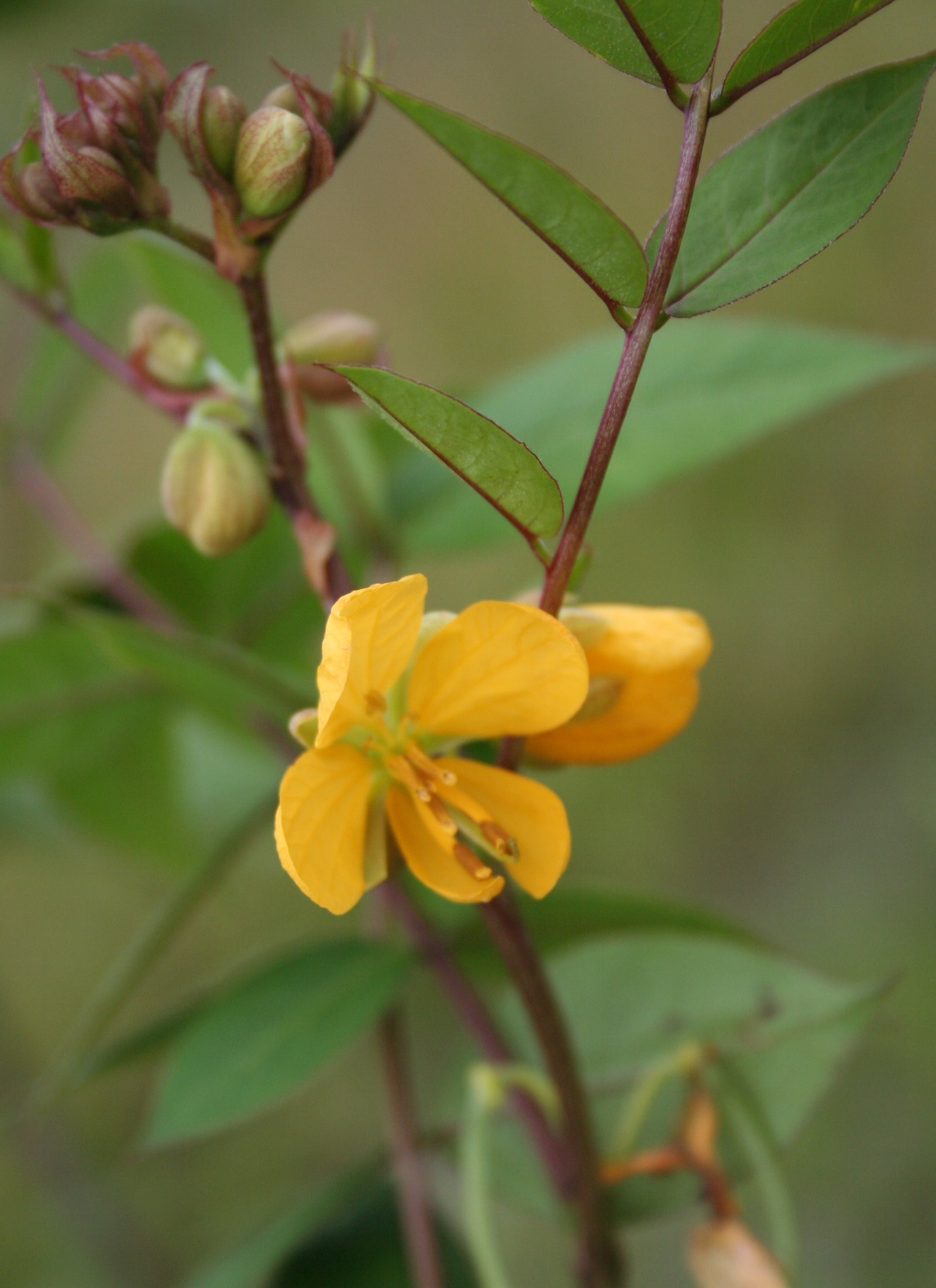 Senna occidentalis